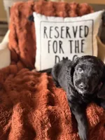 Indy, a female Goldendoodle for sale in Orlando, FL – 9 of 9