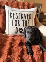 Indy, a female Goldendoodle for sale in Orlando, FL – 2 of 9
