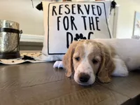 Margot, a female Goldendoodle for sale in Orlando, FL – 2 of 10