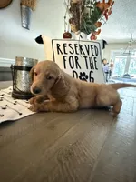 Kourtney , a female Goldendoodle for sale in Orlando, FL – 1 of 10