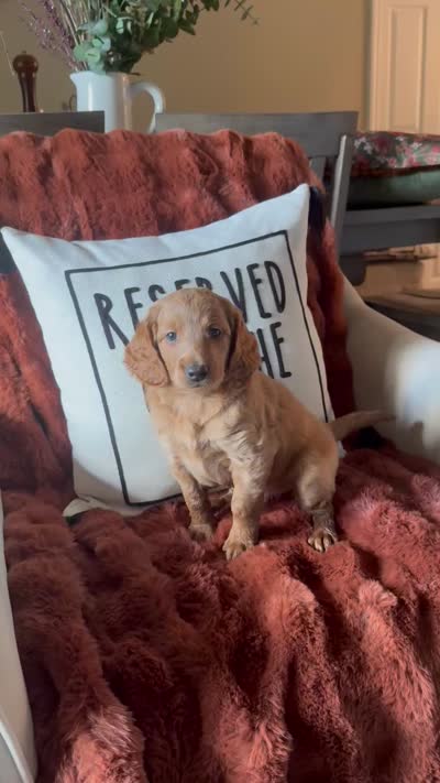 Kourtney , a female Goldendoodle for sale in Orlando, FL – 6 of 10