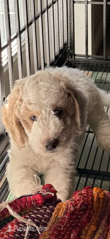 Petey – Goldendoodle puppy for sale in Orlando, FL