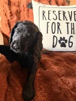 Sable, a female Goldendoodle for sale in Orlando, FL – 7 of 8
