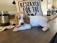 Margot, a female Goldendoodle for sale in Orlando, FL – 3 of 10