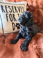 Charlie, a female Goldendoodle for sale in Orlando, FL – 7 of 8