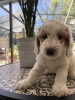 Petey, a male Goldendoodle for sale in Orlando, FL – 5 of 6