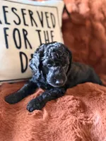 Charlie, a female Goldendoodle for sale in Orlando, FL – 6 of 8