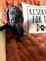 Sable, a female Goldendoodle for sale in Orlando, FL – 6 of 8