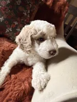 Petey, a male Goldendoodle for sale in Orlando, FL – 2 of 6