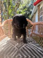 Sable, a female Goldendoodle for sale in Orlando, FL – 3 of 8