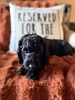 Charlie, a female Goldendoodle for sale in Orlando, FL – 2 of 8