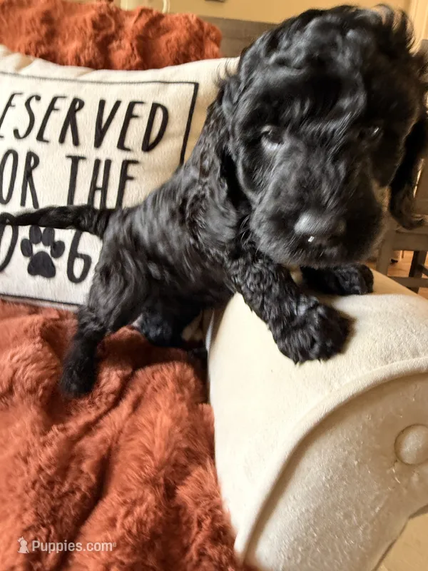 Harley – Goldendoodle puppy for sale in Orlando, FL