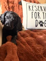 Sable, a female Goldendoodle for sale in Orlando, FL – 8 of 8