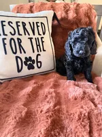Harley, a female Goldendoodle for sale in Orlando, FL – 10 of 10