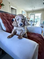 Kourtney , a female Goldendoodle for sale in Orlando, FL – 3 of 10