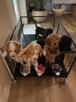 Kourtney , a female Goldendoodle for sale in Orlando, FL – 8 of 10