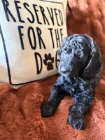 Charlie, a female Goldendoodle for sale in Orlando, FL – 5 of 8