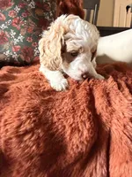 Emmy, a female Goldendoodle for sale in Orlando, FL – 6 of 8