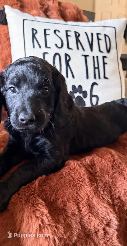 Sable – Goldendoodle puppy for sale in Orlando, FL
