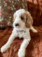 Emmy, a female Goldendoodle for sale in Orlando, FL – 1 of 8