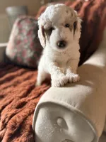 Emmy, a female Goldendoodle for sale in Orlando, FL – 5 of 8