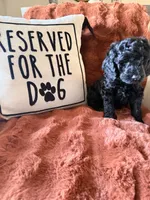 Harley, a female Goldendoodle for sale in Orlando, FL – 6 of 10