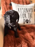 Indy, a female Goldendoodle for sale in Orlando, FL – 6 of 9