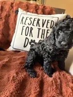 Harley, a female Goldendoodle for sale in Orlando, FL – 7 of 10