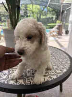 Petey, a male Goldendoodle for sale in Orlando, FL – 4 of 6