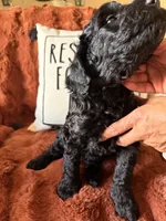 Harley, a female Goldendoodle for sale in Orlando, FL – 9 of 10