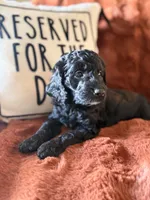 Charlie, a female Goldendoodle for sale in Orlando, FL – 4 of 8