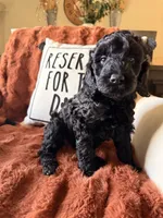 Harley, a female Goldendoodle for sale in Orlando, FL – 3 of 10