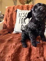 Harley, a female Goldendoodle for sale in Orlando, FL – 5 of 10