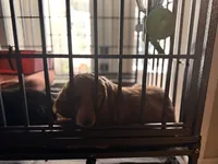 Kourtney , a female Goldendoodle for sale in Orlando, FL – 4 of 10