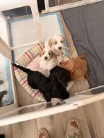 Emmy, a female Goldendoodle for sale in Orlando, FL – 8 of 8
