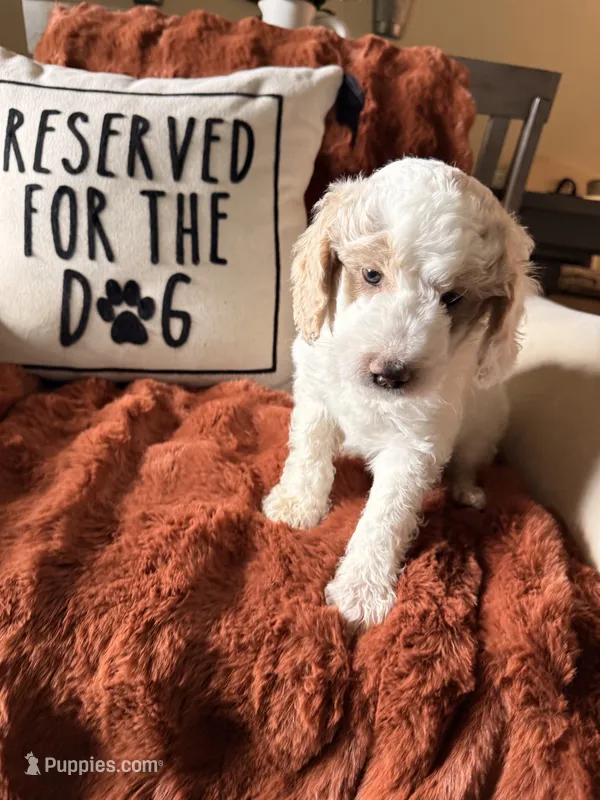 Petey – Goldendoodle puppy for sale in Orlando, FL