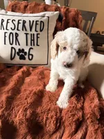 Petey, a male Goldendoodle for sale in Orlando, FL – 1 of 6