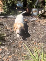 Margot, a female Goldendoodle for sale in Orlando, FL – 6 of 10