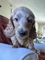 Kourtney , a female Goldendoodle for sale in Orlando, FL – 2 of 10
