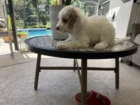 Petey, a male Goldendoodle for sale in Orlando, FL – 6 of 6