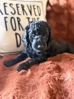 Charlie, a female Goldendoodle for sale in Orlando, FL – 3 of 8