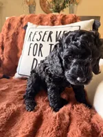 Harley, a female Goldendoodle for sale in Orlando, FL – 8 of 10