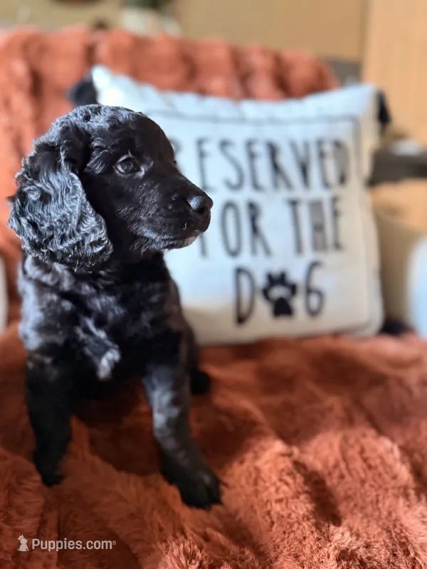 Indy – Goldendoodle puppy for sale in Orlando, FL