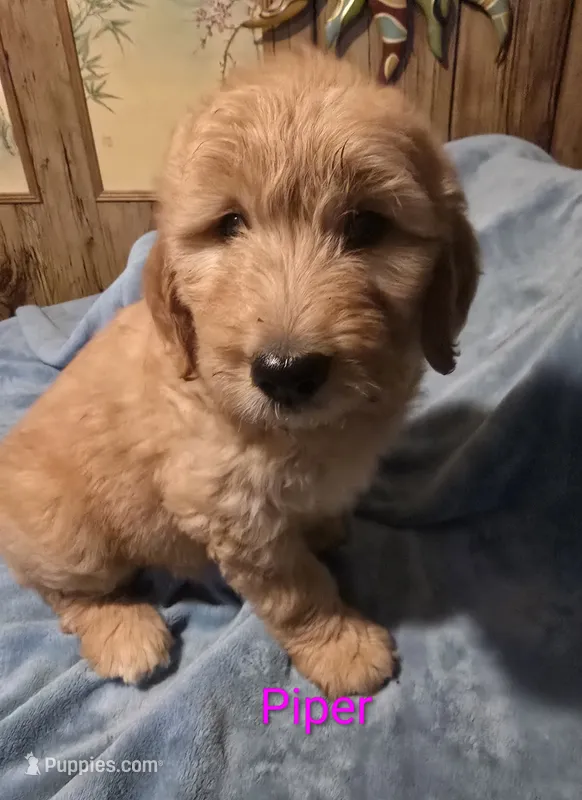 Piper – Goldendoodle puppy for sale in Whittier, NC