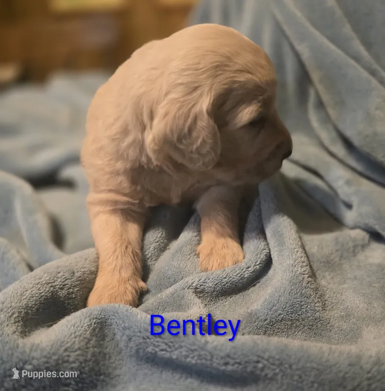 Bentley – Goldendoodle puppy for sale in Whittier, NC