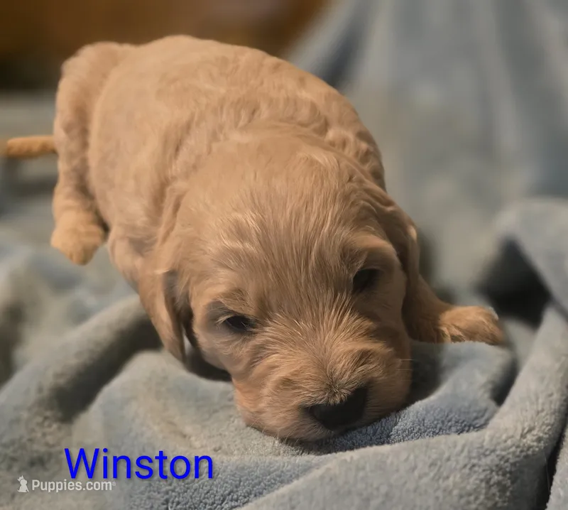 Winston – Goldendoodle puppy for sale in Whittier, NC