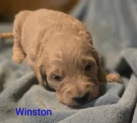 Winston, a male Goldendoodle for sale in Whittier, NC – 1 of 2
