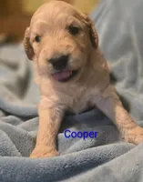 Cooper, a male Goldendoodle for sale in Whittier, NC – 2 of 2