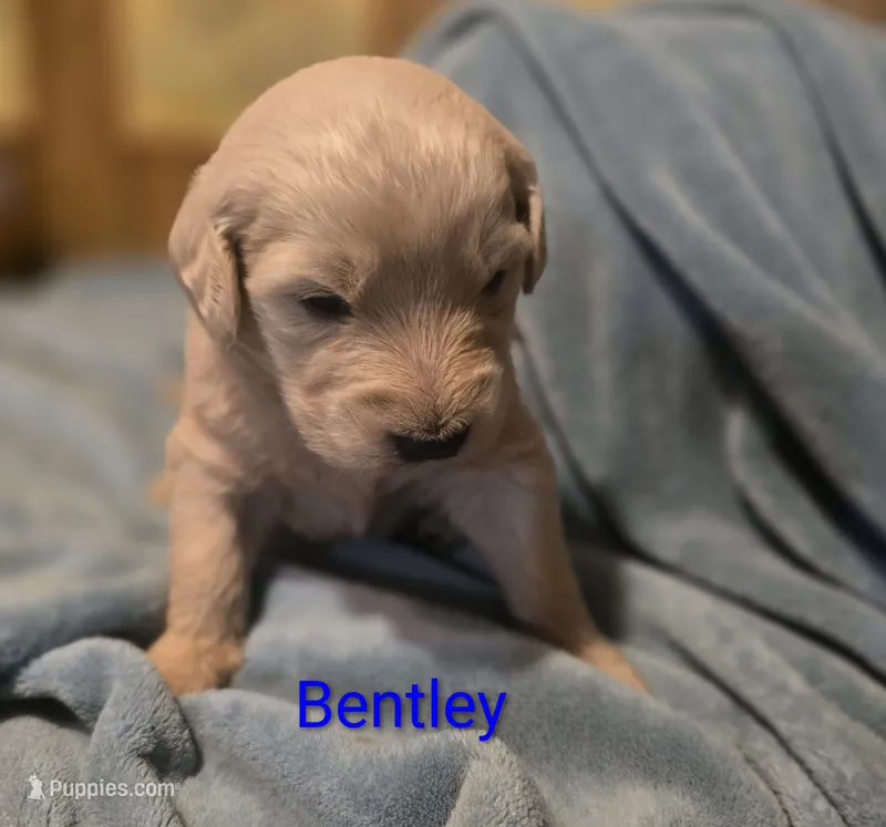 Bentley, a male Goldendoodle for sale in Whittier, NC – 1 of 2