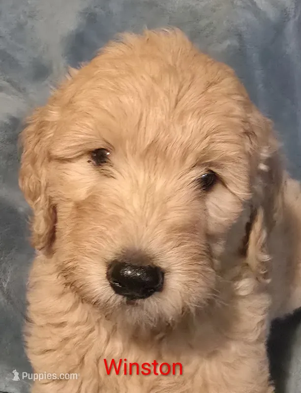 Winston – Goldendoodle puppy for sale in Whittier, NC